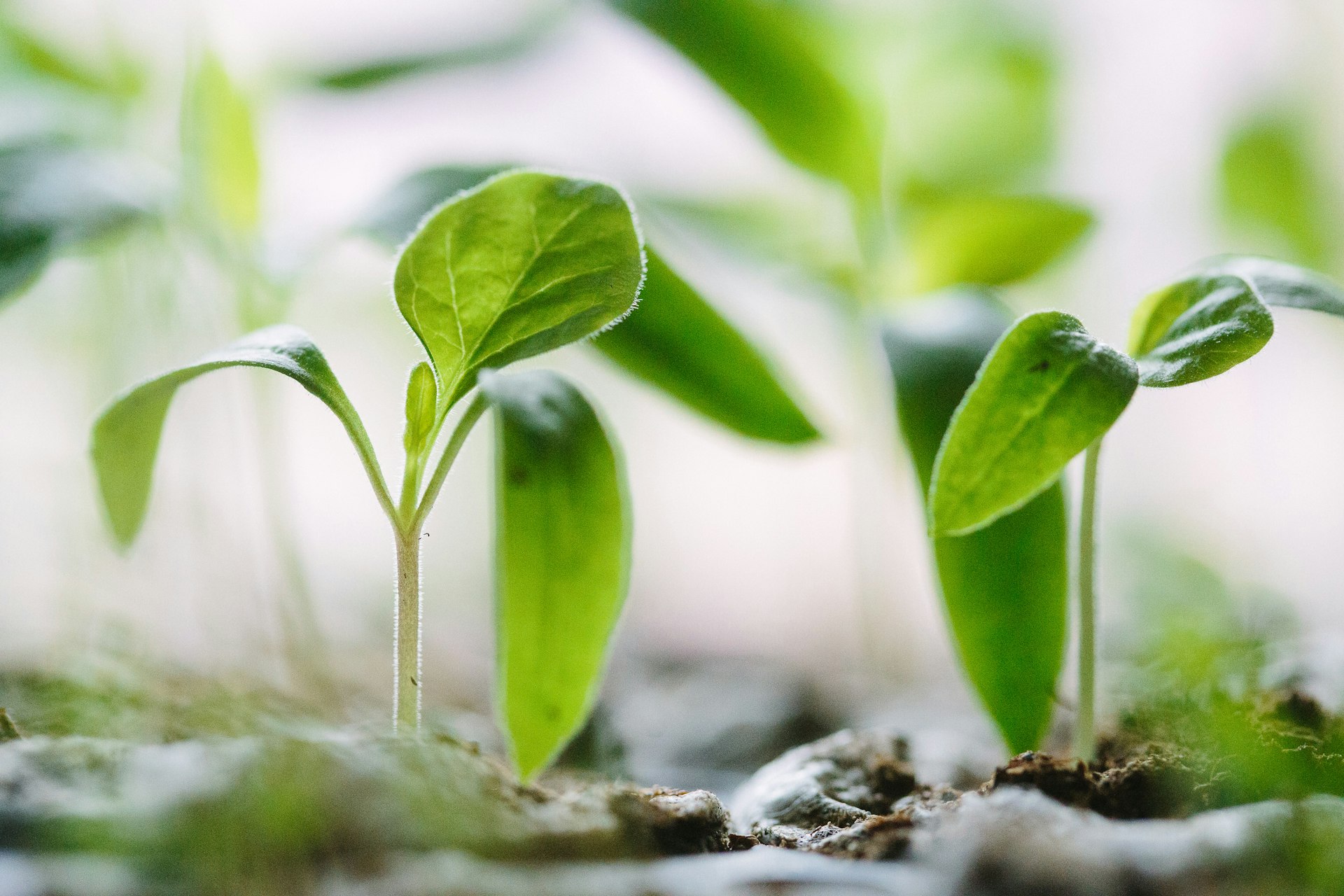 Small wins growing